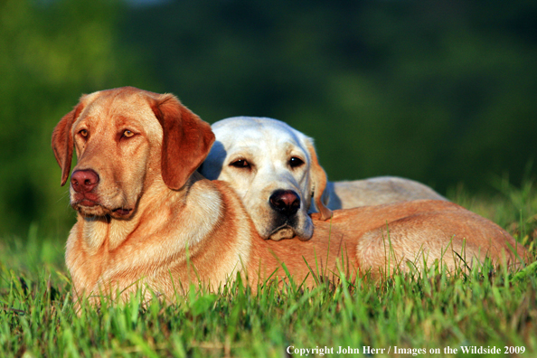 Yellow Labrador Retrievers in field