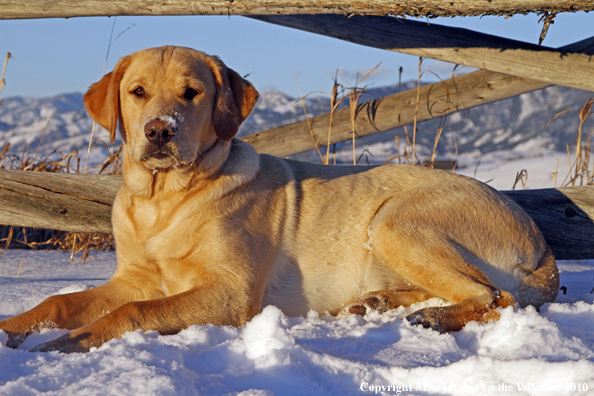 Yellow Labrador Retriever