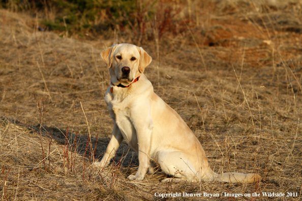 Yellow Labrador Retriever.