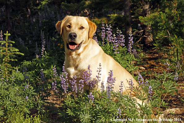 Yellow Labrador Retriever.