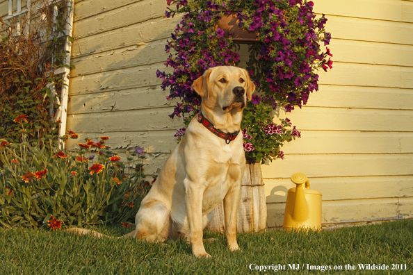 Yellow Labrador Retriever.