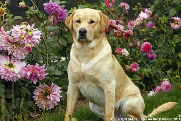Yellow Labrador Retriever.