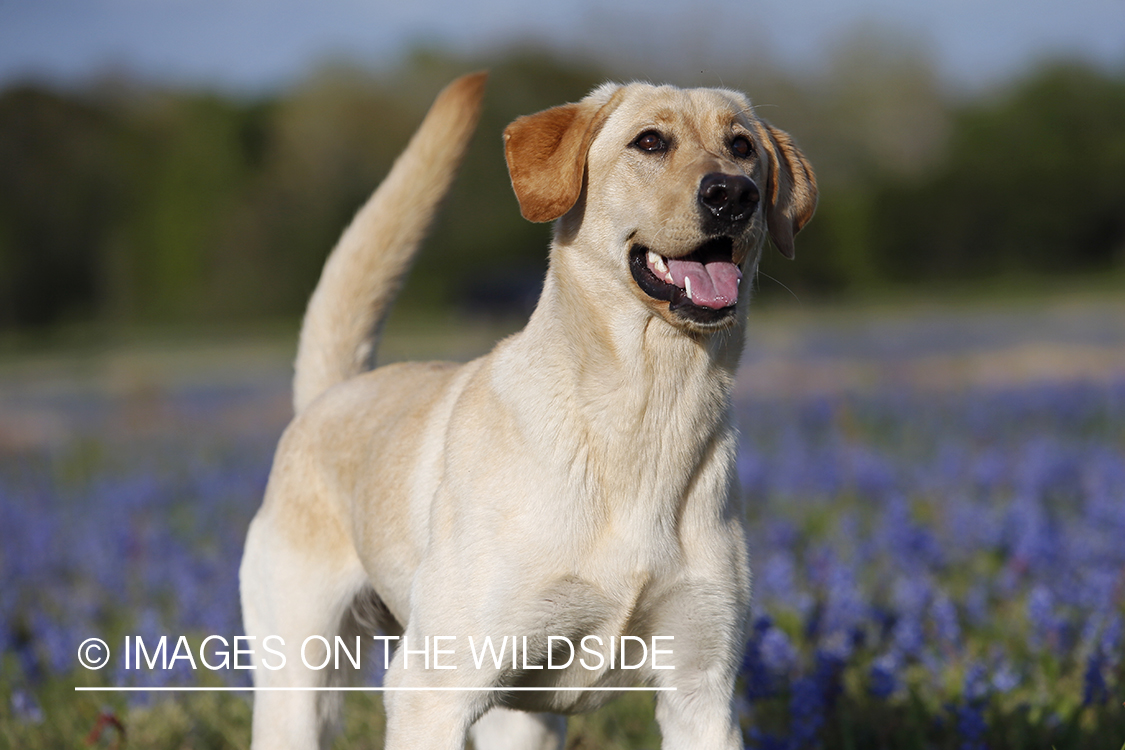 Yellow Labrador Retriever in field of wildflowers.