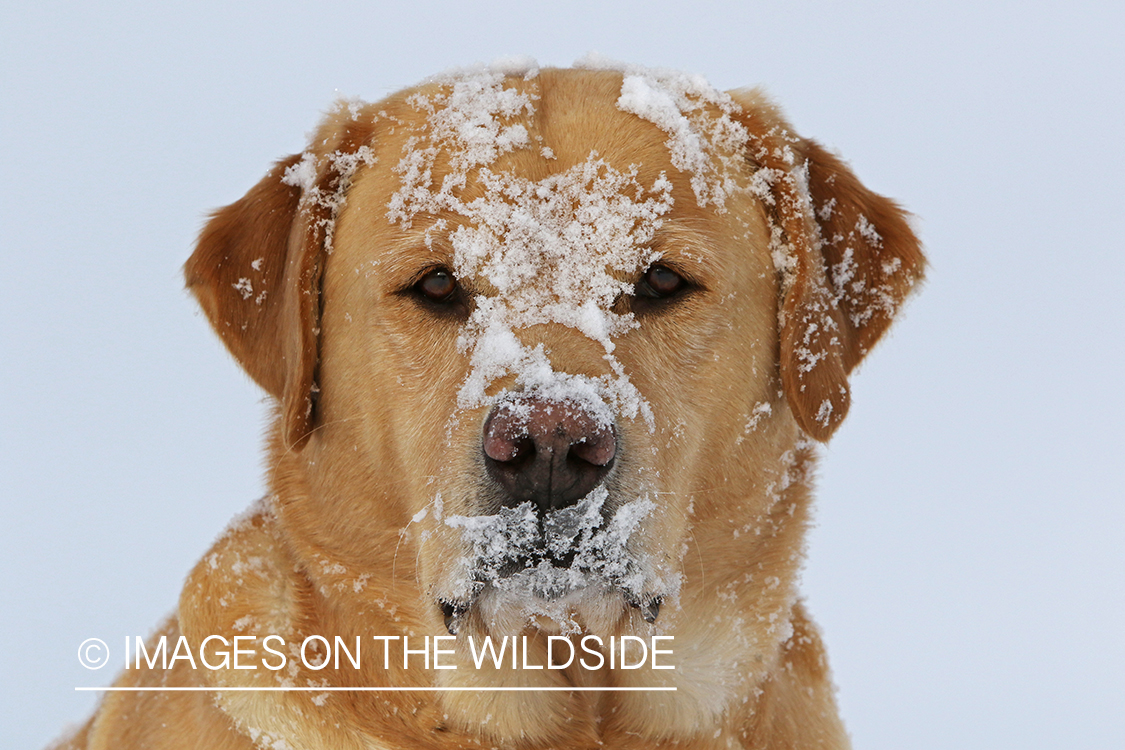 Yellow lab in snow.