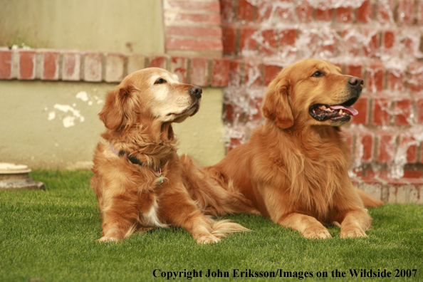 Golden Retrievers 