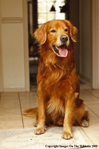 Golden Retriever