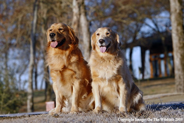 Golden Retrievers