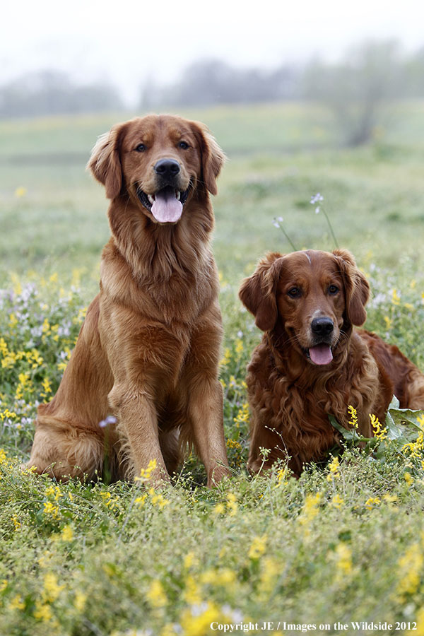 Golden Retrievers