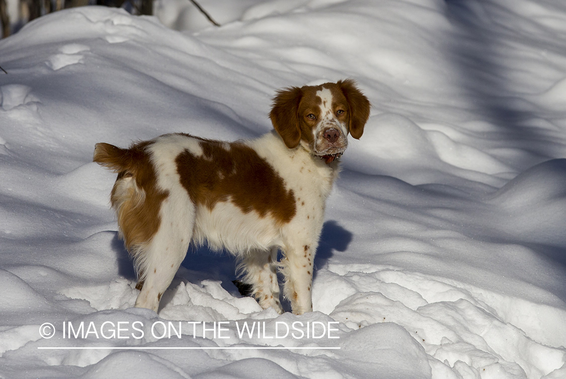 Brittany Spaniel 