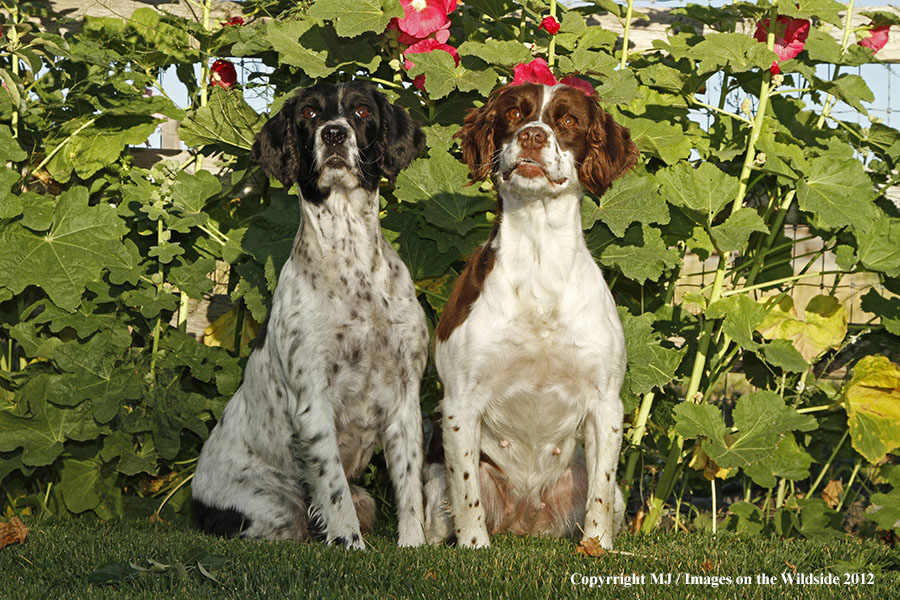 Springer Spaniels in yard.
