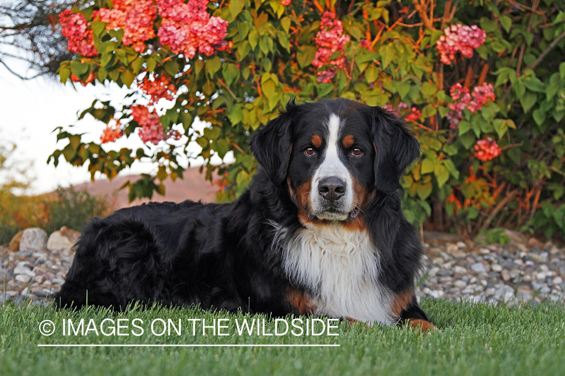 Bernese Mountain Dog