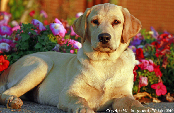Yellow Labrador Retriever Puppy