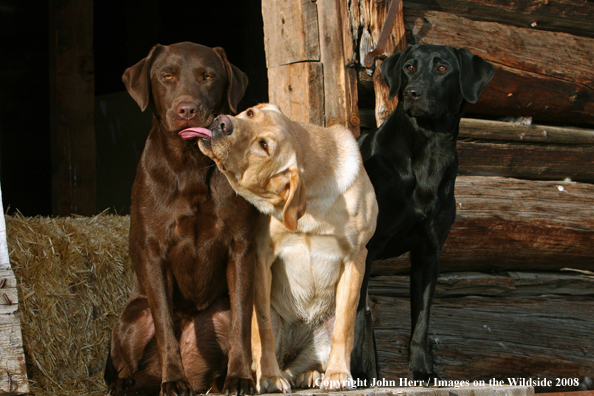 Multi-colored labrador retrievers