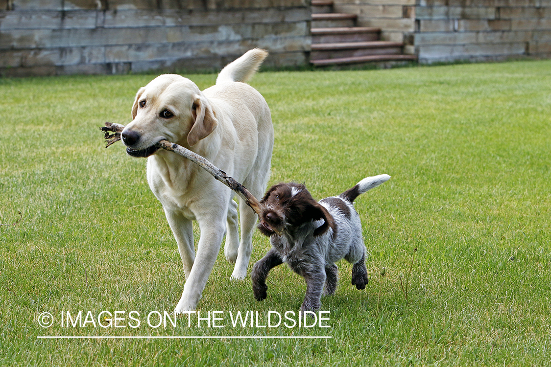 Wirehaired pointing griffon and lab playing.