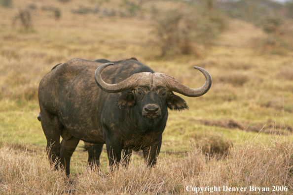 African Cape Buffalo