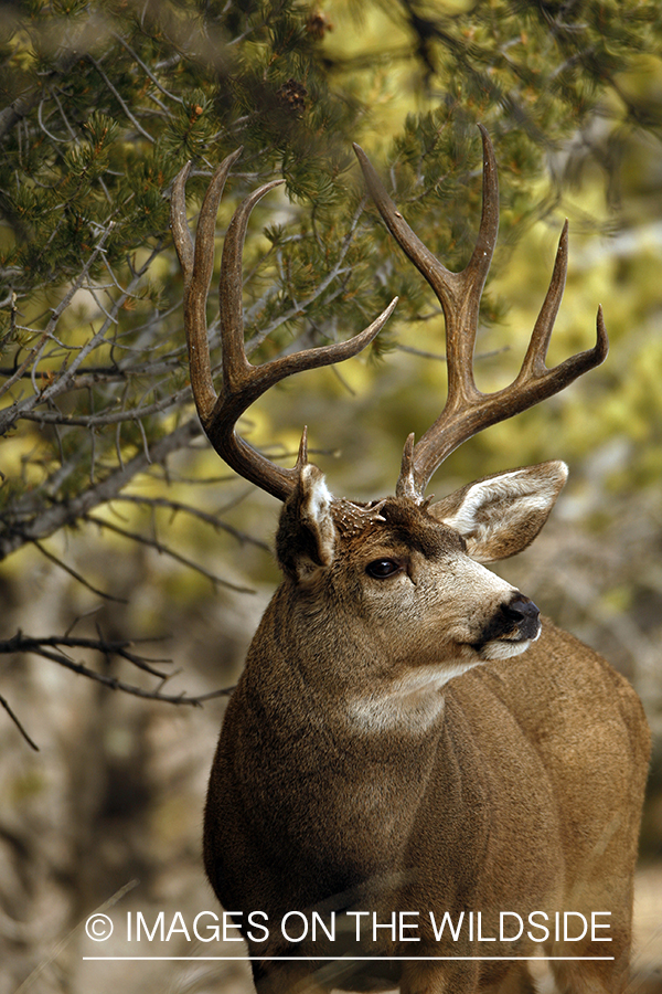 Mule deer 