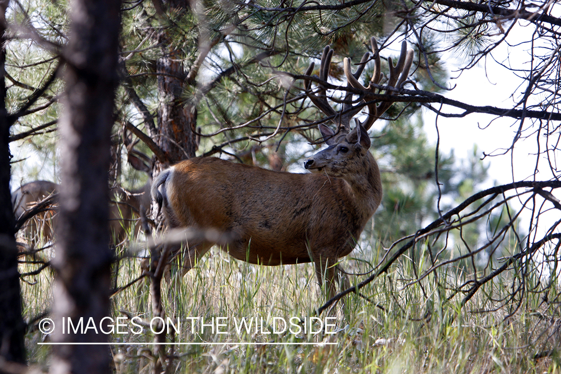 Mule Deer in Habitat