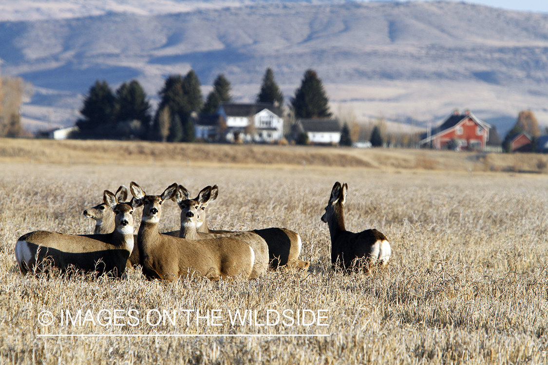Mule deer in field. 