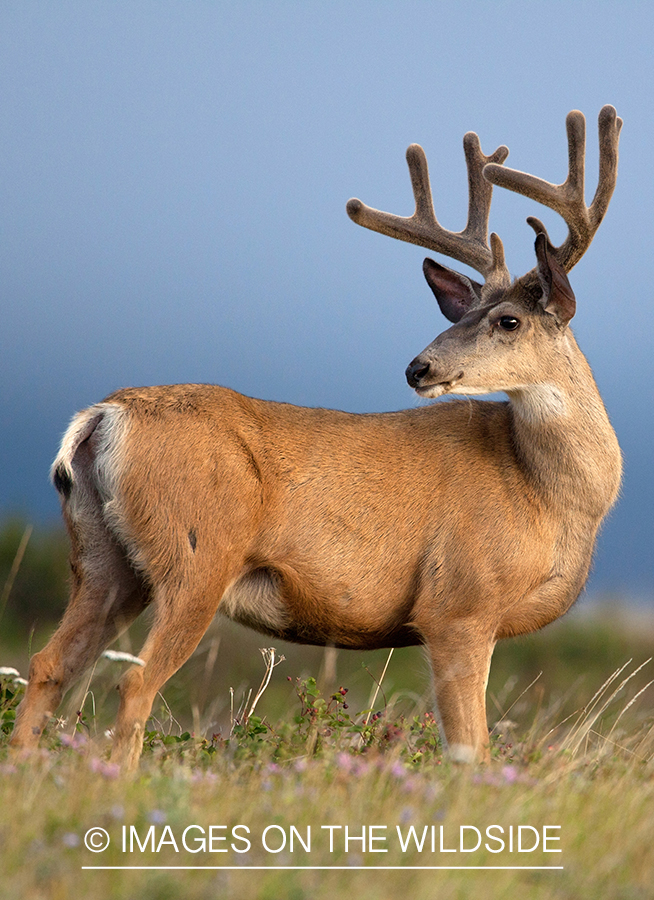 Mule deer buck in habitat.