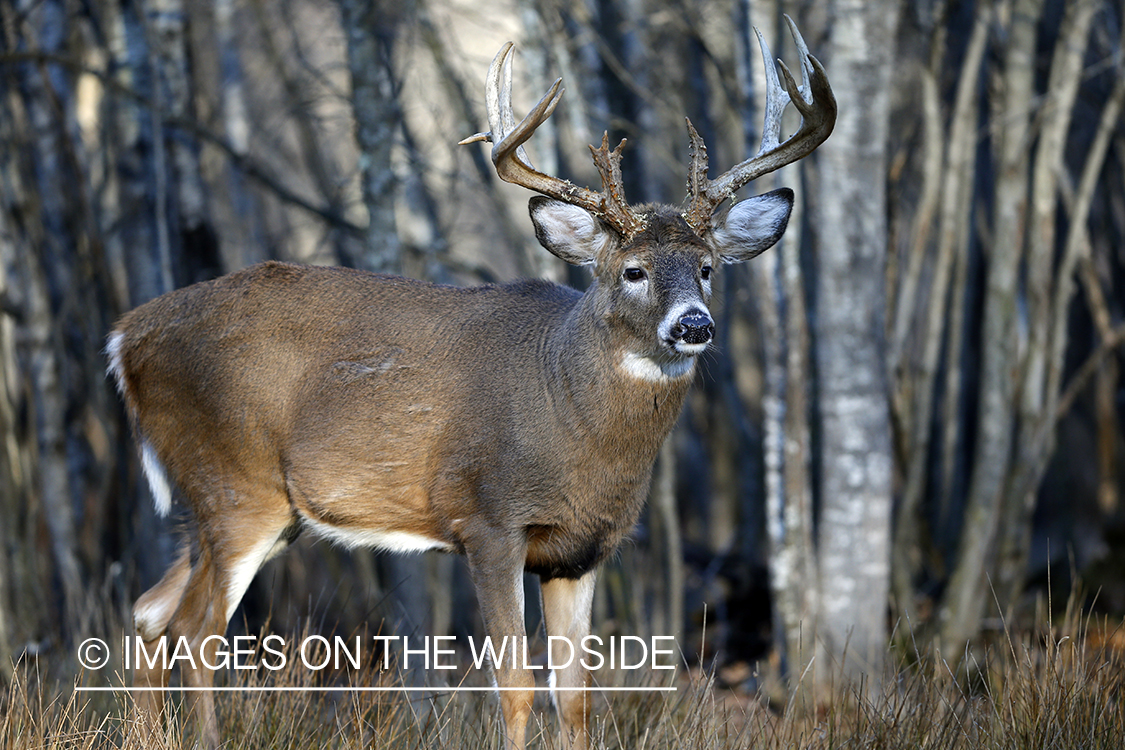 White-tailed buck in trees.