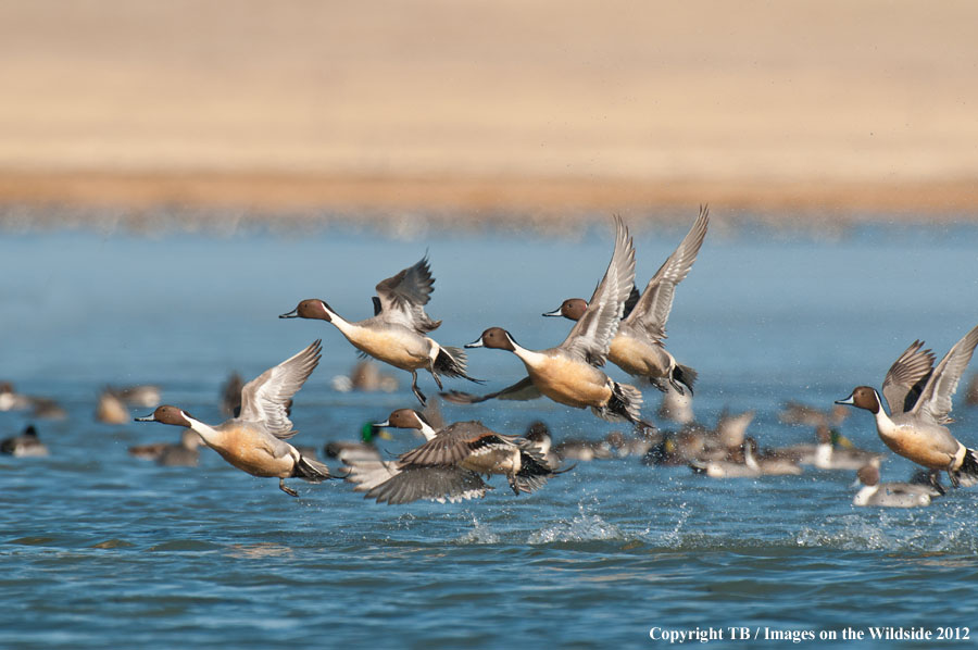 Pintail Ducks in wetland.