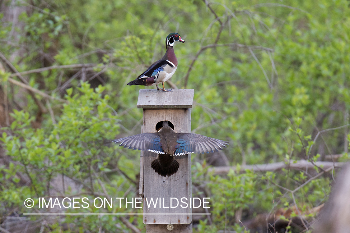 Wood ducks with nest box in habitat.