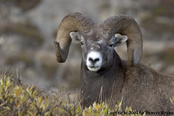 Rocky Mountain bighorn sheep (ram).