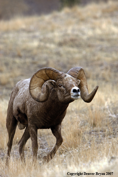 Rocky Mountain Big Horn Sheep
