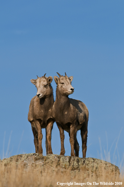 Rocky Mountain Bighorn Sheep