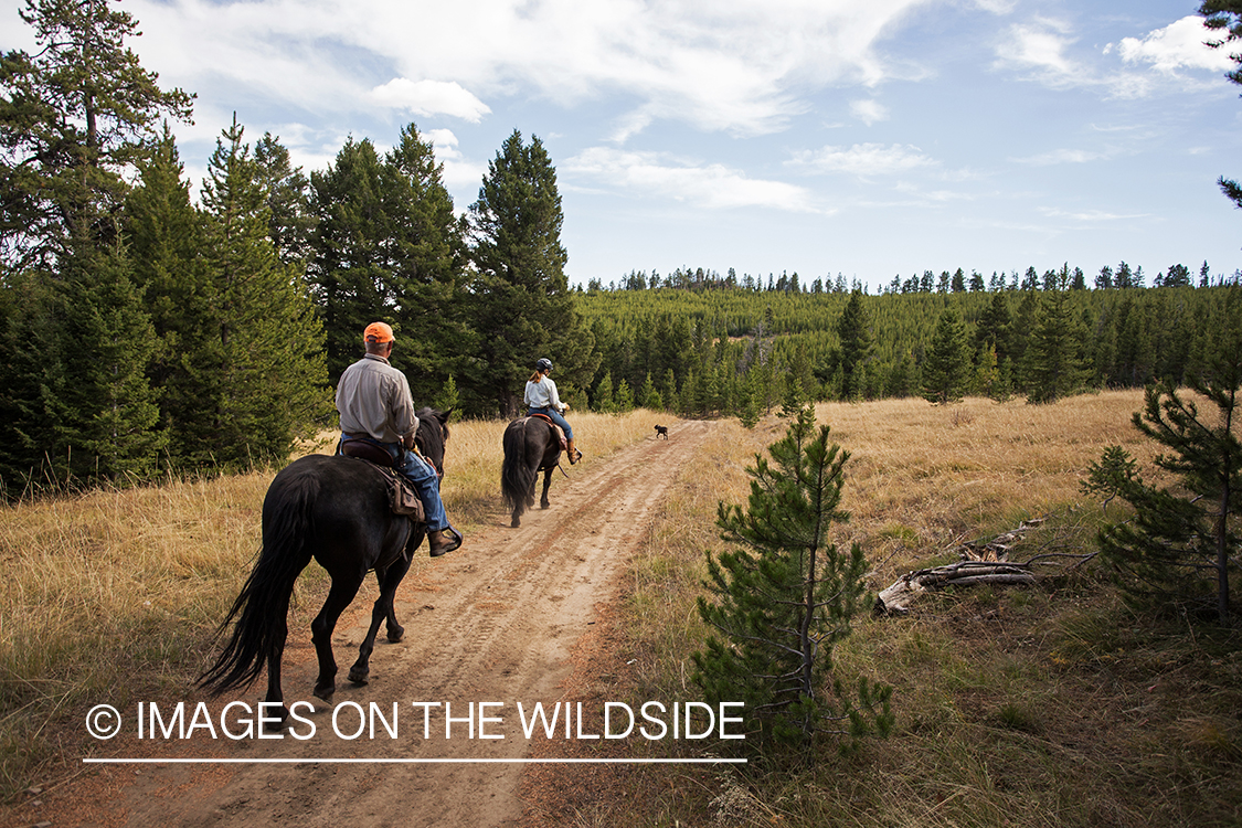 Upland game bird hunters on horseback hunting for Dusky (mountain) grouse. 
