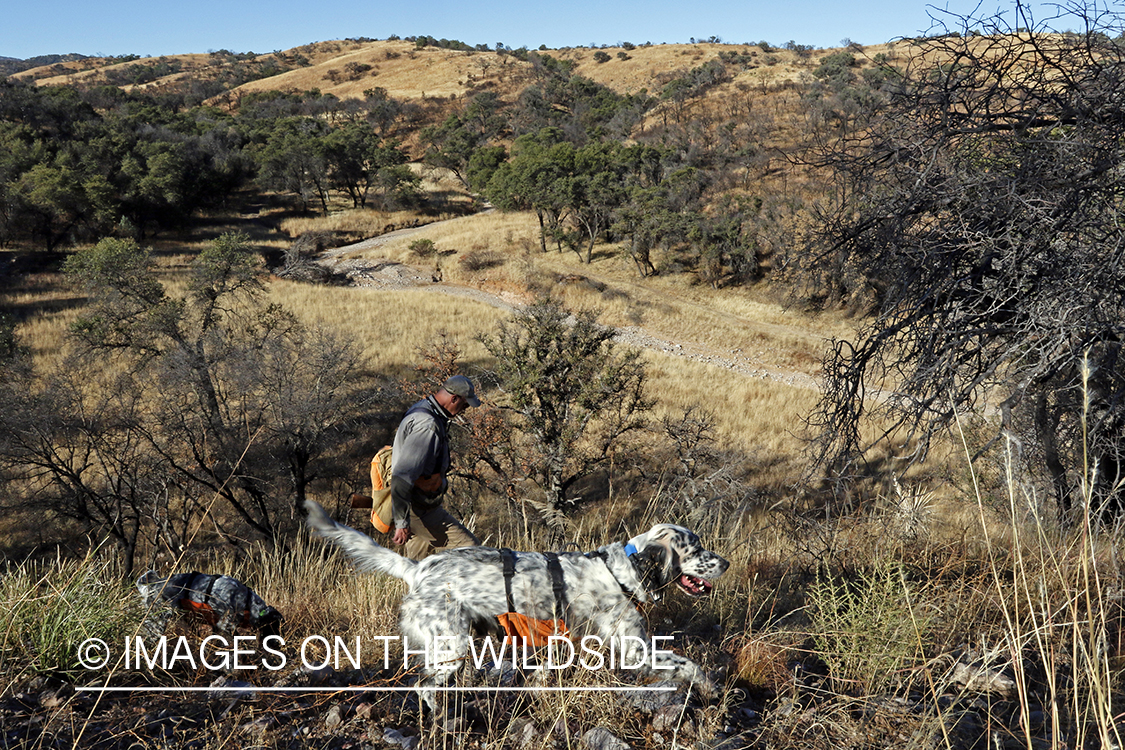 Upland game bird hunter with English Setters in field.