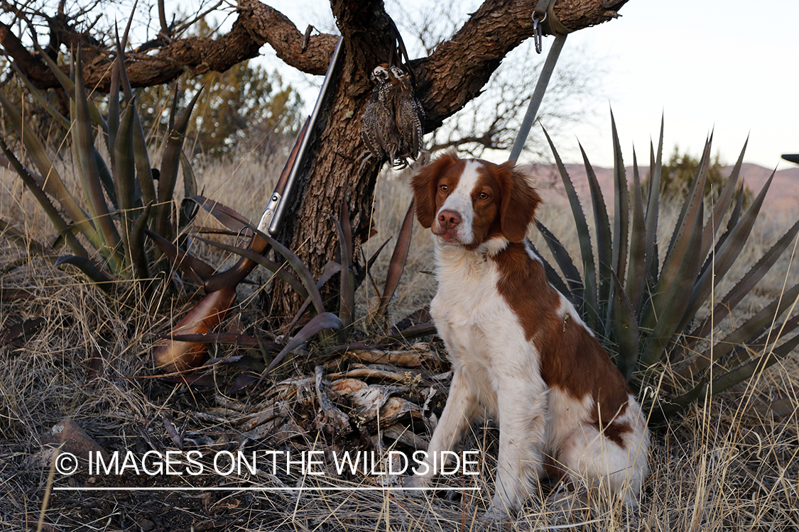 Brittany Spaniel with bagged Mearns quail and shotgun.