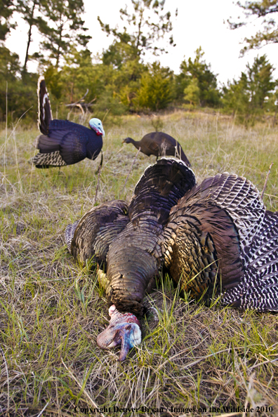 Bagged (Merriam's) Turkey with decoy