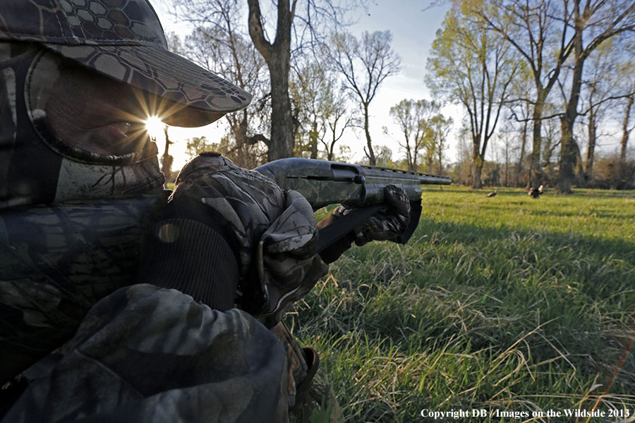 Turkey hunter shooting at gobbler with hen decoy.