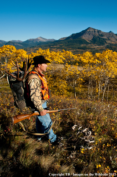 Big game hunter packing out mule deer. 