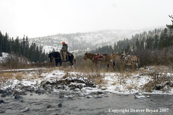 Elk hunt packstring in mountains