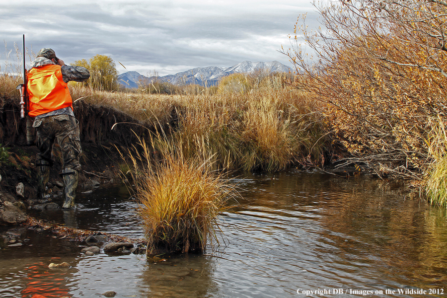 Hunter tracking moose.