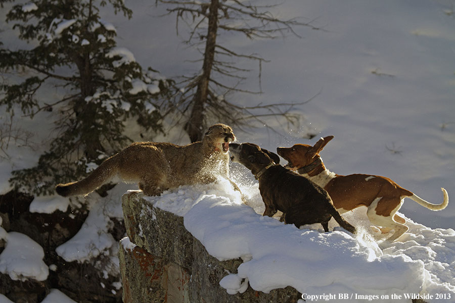 Hunting dogs cornering mountain lion.