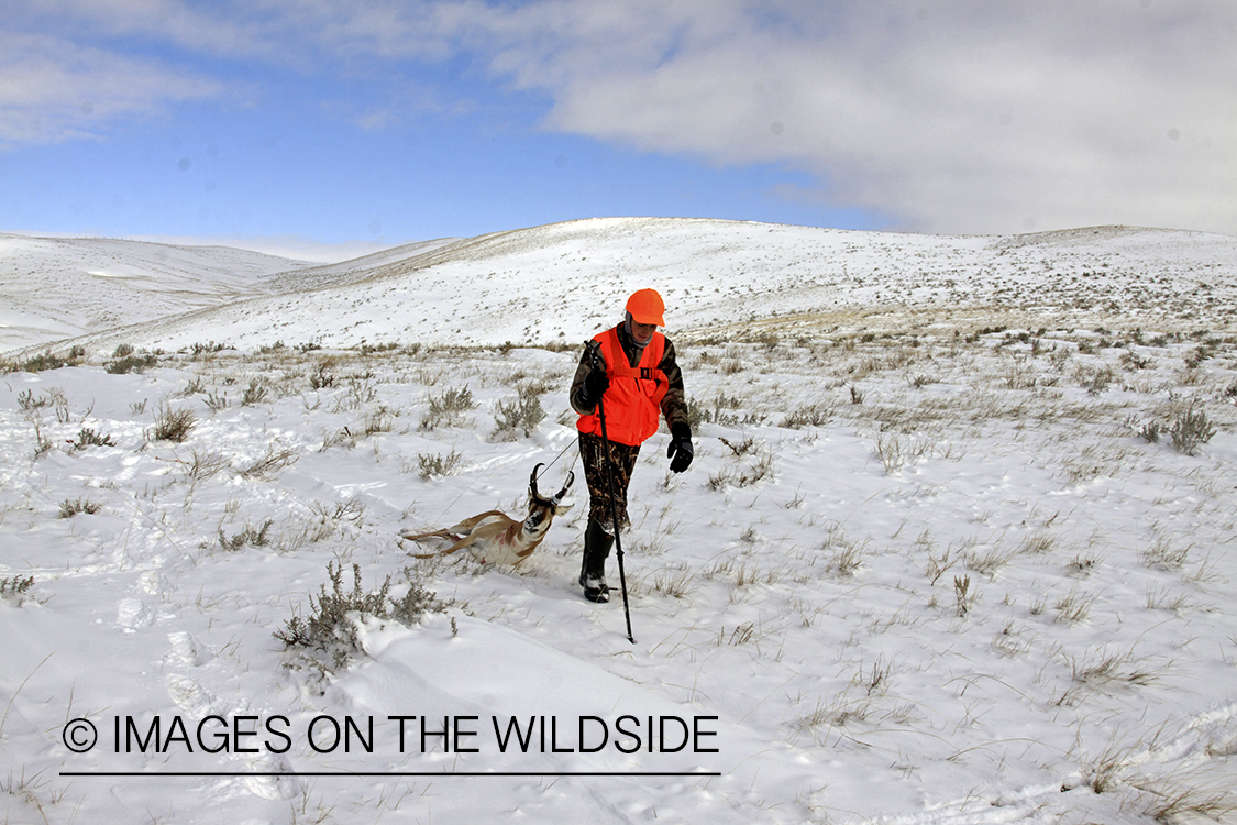 Young hunter dragging bagged pronghorn antelope.