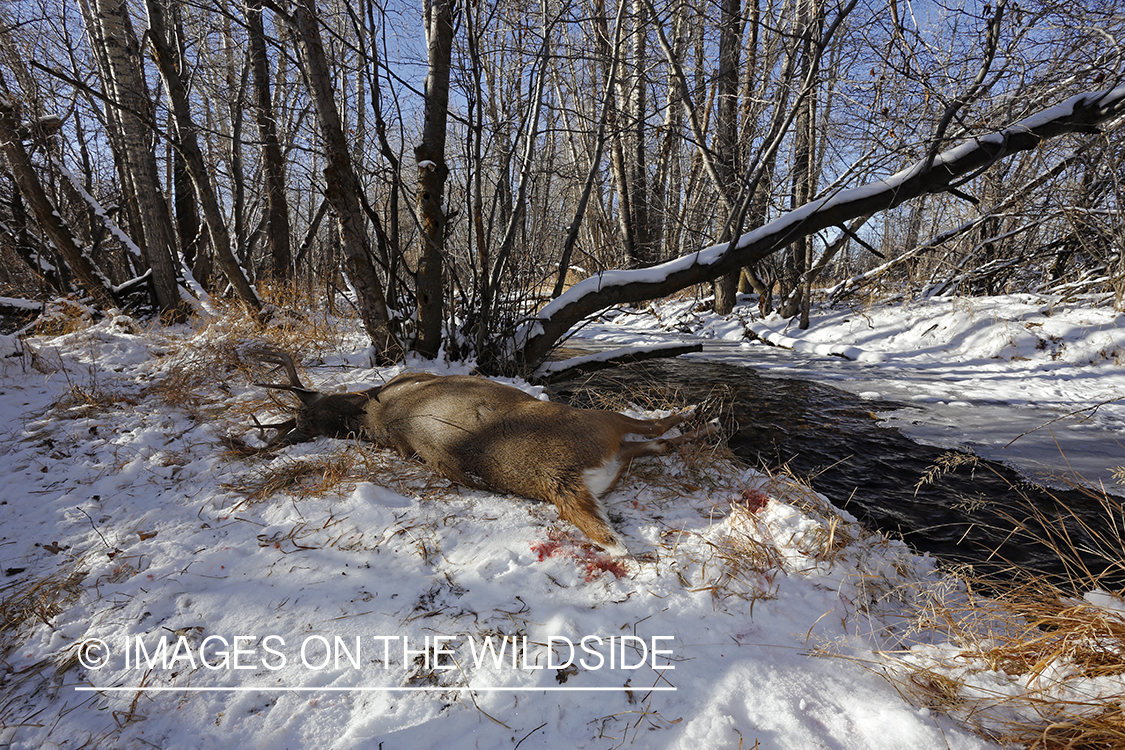 Downed white-tailed buck in field.