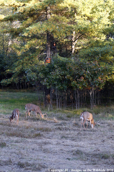 Bowhunter in treestand with white-tailed deer on ground. 