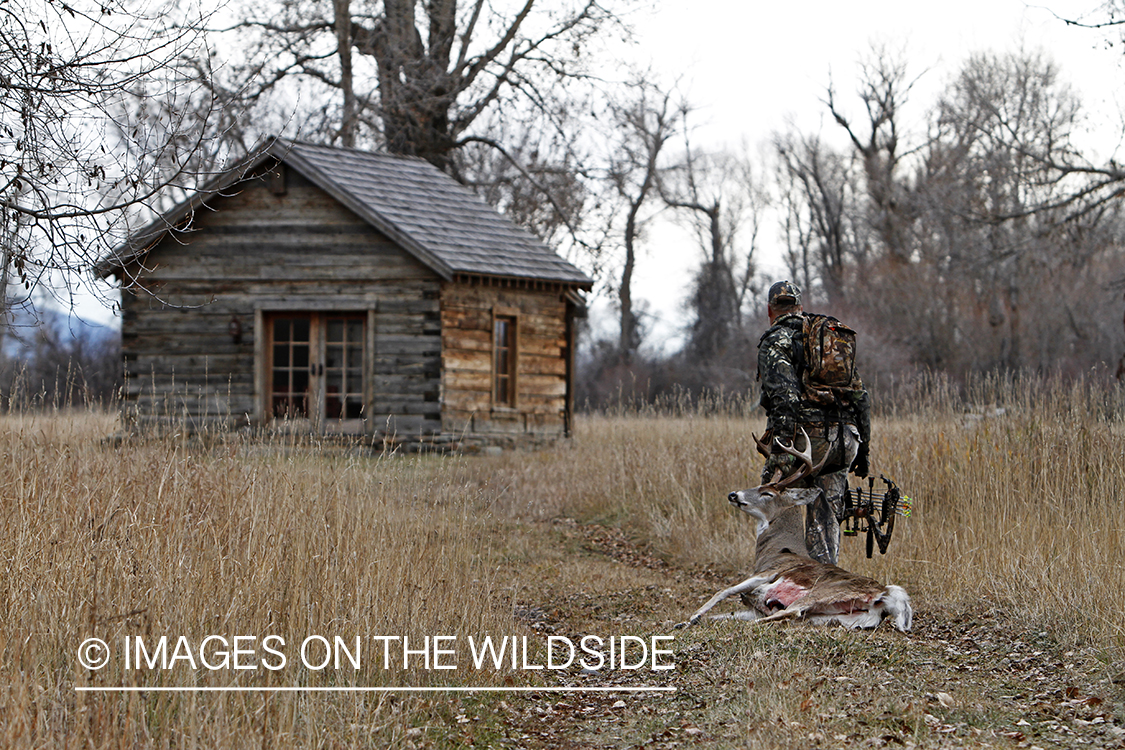 Bowhunter dragging bagged white-tailed buck.