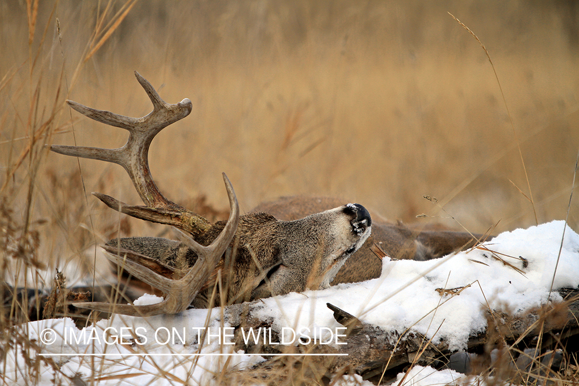 Downed white-tailed buck.