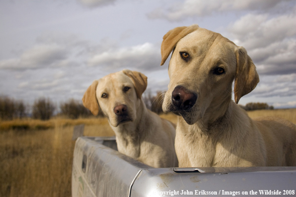 Yellow Labrador Retrievers