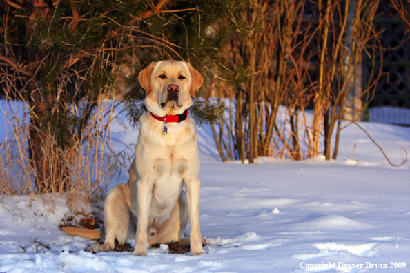 Yellow labrador retriever