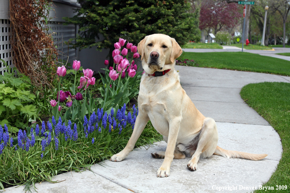Yellow Labrador Retriever by flowers