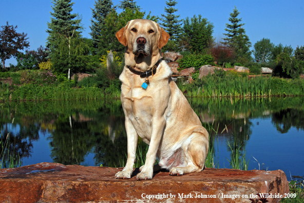 Yellow Labrador Retriever in field
