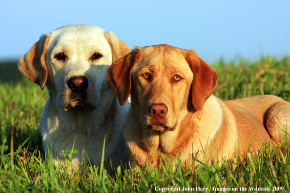 Yellow Labrador Retrievers in field