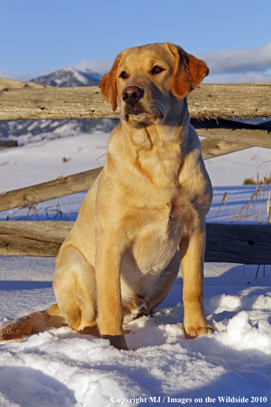 Yellow Labrador Retriever