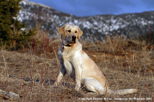 Yellow Labrador Retriever.